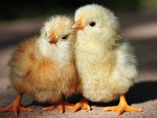 Click Here To Enlarge This Photo Of Little Chickens